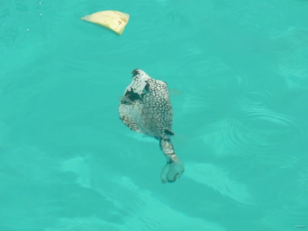 57- Un poisson coffre mouton veut gouter notre pasteque 